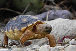 Feds – Again – Deny Endangered Species Status to Sonoran Desert Tortoise
