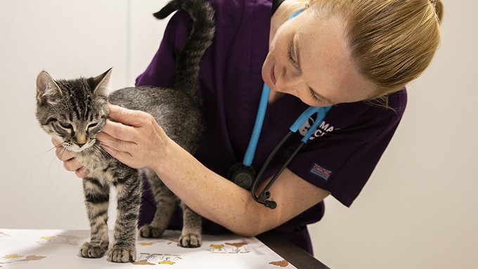 Having trouble seeing a vet? Here’s why